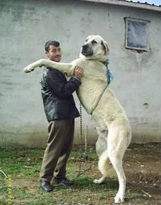 are anatolian shepherd dog hypoallergenic