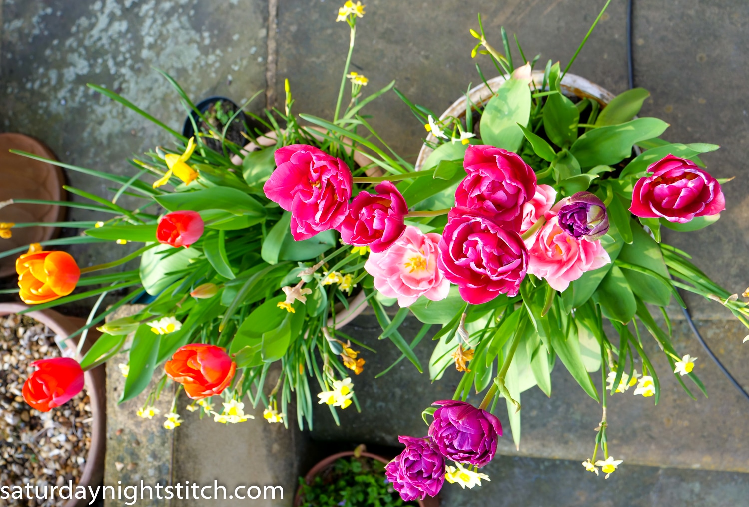 wordless-wednesday 3 pots of pink and purple tulips in bloom