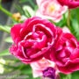wordless-wednesday 4 pink tulips in bloom