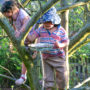 wordless-wednesday 5 twins climbimg in apple tree